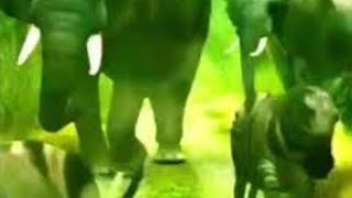 zoo escape animals  animal stampede Green screen stampede animals [upl. by Abner]