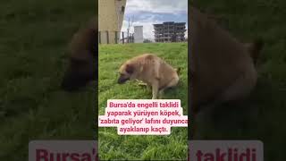 ENGELLİ TAKLİTİ YAPAN KÖPEK ZABITA GELİYOR DİYE DUYUNCA🤣🤣 ilginç haber komik [upl. by Verlee]