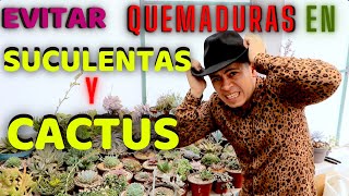 ADIOS A LAS QUEMADURAS DE SOL EN SUCULENTAS Y CACTUS  TU JARDINERO EL CITADINO [upl. by Cranford]