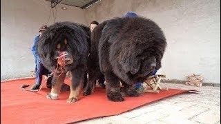 Tibetan Mastiff Absolutely Massive Tibetan [upl. by Uahc727]