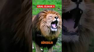 Kral olmak  Aslan vs Bal Porsuğu Belgeseli medyabilgini [upl. by Carn]