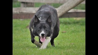 Lot 25 Cefneithin Black  4522  Farmers Marts Dolgellau Online Sheepdog Auction [upl. by Mac]