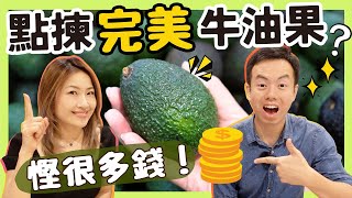 【點揀100完美牛油果】牛油果應該如何保存？是否越貴越好？黑筋可吃嗎？ 以後不再揀錯，慳很多錢（如何挑選牛油果教學） [upl. by Ahsatsan635]