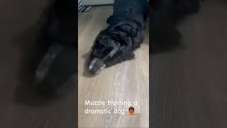 Muzzle training a dramatic dog🤦🏾 [upl. by Dukie]