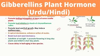 Gibberellins Plant Hormone in Urdu [upl. by Aidnama948]