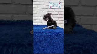 venta de cachorros schnauzer miniatura en veracruz [upl. by Edrahc362]