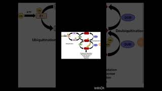 Ubiquitination protein degradation [upl. by Solotsopa]