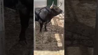 IMPRESIONANTE TORO BRAVO FEROZ EN SU PARTIDA EJEMPLAR UNICO TOROIMPACTO shortsvideo shorts fyp [upl. by Aphra]