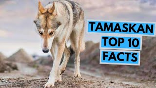 Tamaskan Dog  TOP 10 Interesting Facts [upl. by Isoj913]