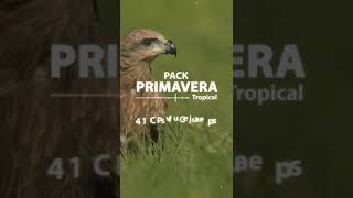 DEMO PACK PRIMAVERA TROPICAL 2024 [upl. by Eseuqram]