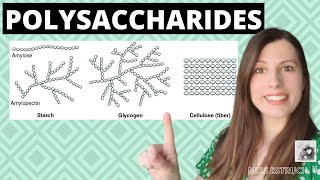 Alevel Biology POLYSACCHARIDES Biological MoleculesLearn these carbohydrates structure  function [upl. by Schoenburg]