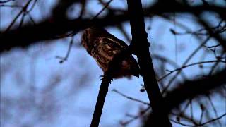 eastern screech owl at night [upl. by Aaron]