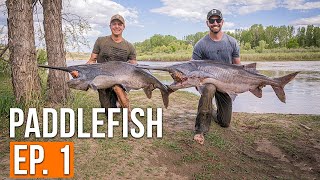 Fishing for GIANTS Catch Clean Cook  Montana Paddlefish Ep 1 [upl. by Avraham]