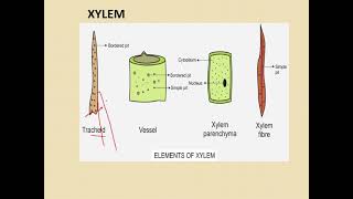 class 9 complex permanent tissues [upl. by Enoid]