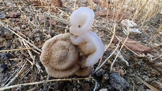 Casper the friendly botryoidal chalcedony [upl. by Catt233]