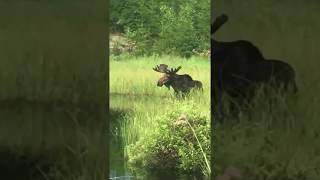 Moose on the Gunflint Trail [upl. by Annahael]