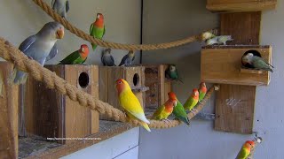 LOVEBIRD TV Peachfaced Lovebirds Aviary  Saturday Morning April 16th 2022 [upl. by Aeslahc189]