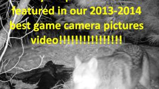 Game camera picture contest [upl. by Tadich]