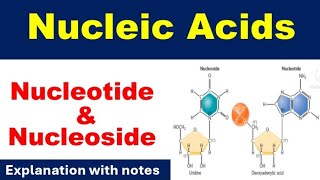 Introduction to Nucleic acidComponents of Nucleic AcidNucleotide amp NucleosideTypes of Nucleotide [upl. by Trista]