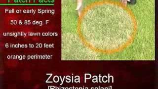 Landscape Enemies Zoysia Patch [upl. by Alohcin]