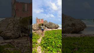 Beautiful Barbados bathsheba barbados explore travel wanderlust caribbean beach [upl. by Orian]