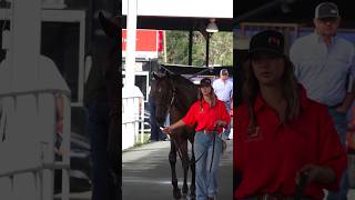 Robicheaux Ranch horse newmexico [upl. by Bella]