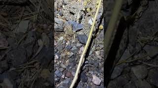 Baby western diamondback rattlesnake in ambush [upl. by Aleakim]