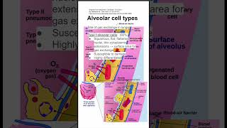 Alveolar cell types [upl. by Elfstan]