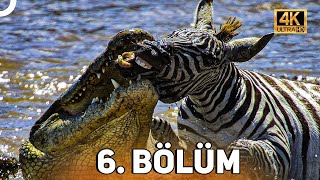 VAHŞİ SERÜVEN 6 BÖLÜM  4K HAYVAN BELGESELİ [upl. by Mikaela]