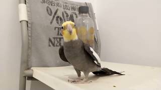 Phoebe happy Cockatiel singing Game Of Thrones and more [upl. by Najram]