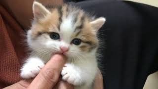 cutest kitten youve ever seen  cute cats video [upl. by Abdulla891]