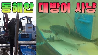 대방어 잡던 중 이무기가 올라왔다 대방어 해체쇼  Slice the yellowtail [upl. by Ferrigno]