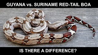 Guyana vs Suriname RedTailed Boas is there a Difference [upl. by Nessy]