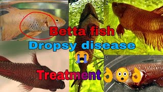 Dropsy Disease Betta Fish  Dropsy Fish Treatment and Care [upl. by Mlehliw643]