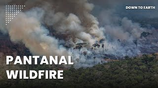 Why is Brazil’s Pantanal breaking wildfire records [upl. by Maxie634]