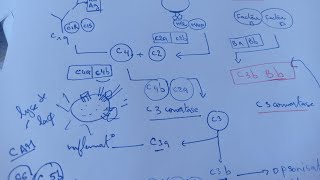 les voies de système de complément immunologie facile à comprendre [upl. by Nikkie]