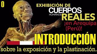 Exposición de CUERPOS HUMANOS REALES Introducción la plastinación [upl. by Leacock994]