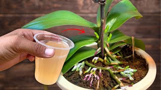 1 Drink Per Week The Orchid Immediately Took Root And Bloomed Super Flowers [upl. by Swayne610]