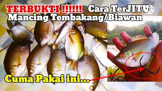 Mancing Ikan TembakangBiawan Memakai Teknik Garong [upl. by Mcmurry]