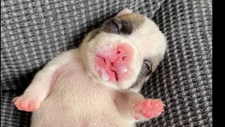 Adorable OneWeek Frenchie Puppies A Week of Cuteness [upl. by Yecnahc934]