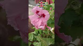 Fantastic Pink Geranium Flowers natureflowertypesnaturalflowersflowervarietiesgeraniumflowers [upl. by Diraf]