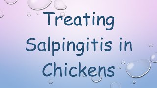 Treating Salpingitis in Chickens [upl. by Nide]