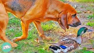 Gentle Bloodhound Protects Ducks and Chicken Siblings  Cuddle Dogs [upl. by Ekenna66]