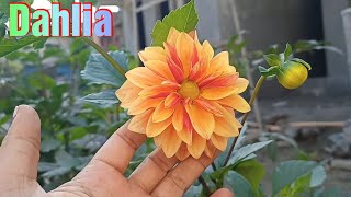 🪴Dahlia flower plant Growth and care tips 🪴 Dahlia plant में ज्यादा फूल कैसे पाएं 🪴 [upl. by Anrahs]