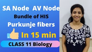 SA Node AV Node quick conducting system of Heart  Class 11 biology  NCERT NEET  One Biology [upl. by Rheims509]