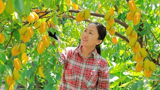 Harvest KHE CHUA Carambola Apple goes to the market sell  Emma Daily Life [upl. by Cathrin]