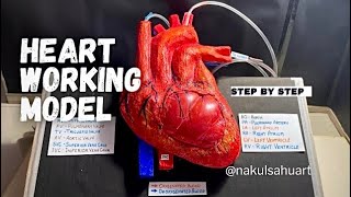 how to make heart science project part 2with heart beats effect science biology NakulSahu [upl. by Hassin]