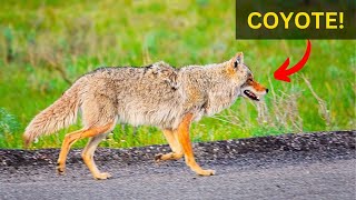 COYOTE eats Small Mammals in Yellowstone [upl. by Ellehcer438]