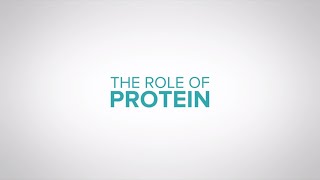 The role of protein in dairy cow nutrition [upl. by Artima]