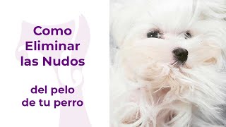 Como eliminar los nudos del pelo de mi perro de la manera correcta [upl. by Daus]